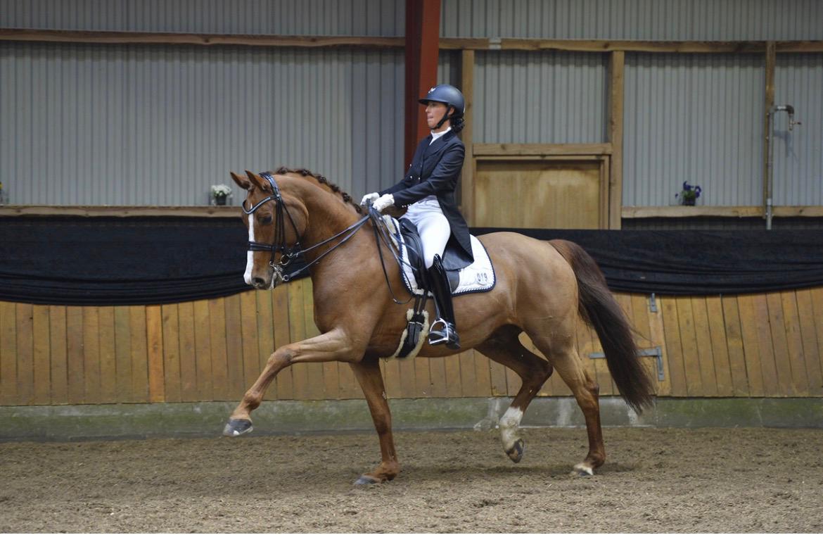 Dressurrytter på kastanjebrun hest i ridehal